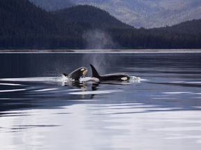 Killer whale | Косатка