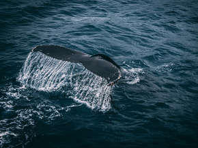 Whale | Кит