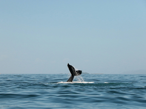 Whale | Кит