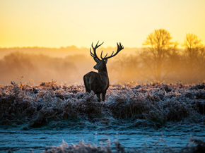 Deer | Олень