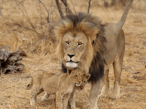Lion | Лев