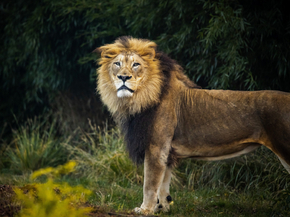 Lion | Лев Lion | Лев
