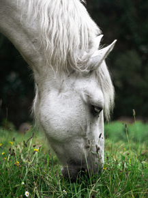 Horse | Лошадь Horse | Лошадь