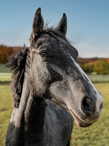 Horse | Лошадь