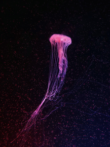 Jellyfish | Медуза