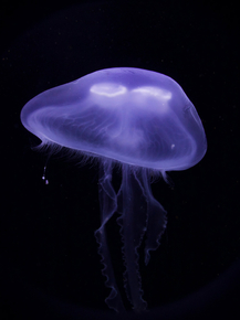 Jellyfish | Медуза