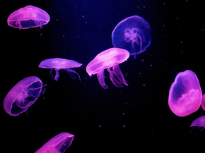 Jellyfish | Медуза