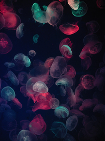 Jellyfish | Медуза