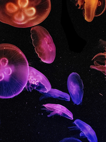 Jellyfish | Медуза