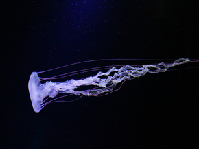 Jellyfish | Медуза