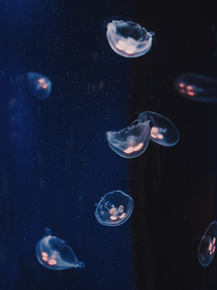 Jellyfish | Медуза