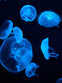 Jellyfish | Медуза