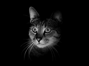 Cat | Кот