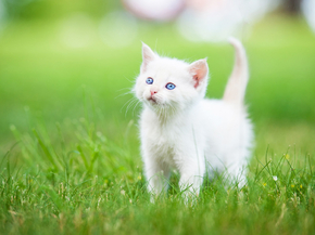 Cat | Кот