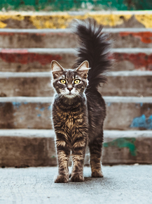 Cat | Кот