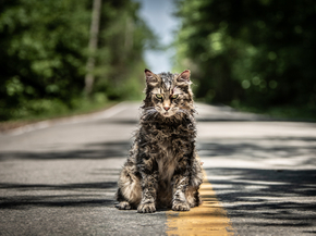 Cat | Кот