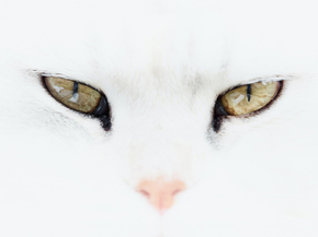 Cat | Кот