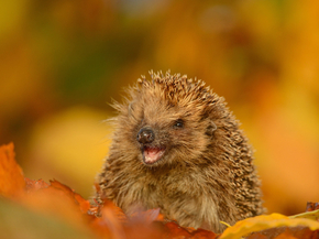Hedgehog | Ёжик