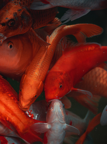 Fish | Рыбы