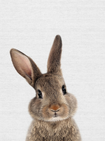 Rabbit (Коллекция постеров) | Кролик