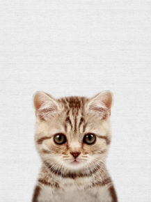 Cat (Коллекция постеров) | Кот