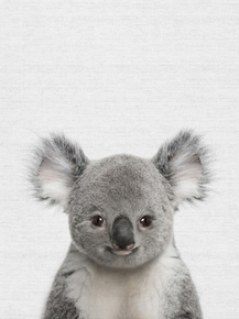 Koala (Коллекция постеров) | Коала Koala (Коллекция постеров) | Коала