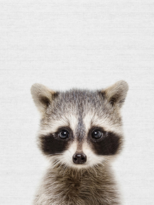 Raccoon (Коллекция постеров) | Енот