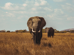 Elephant | Слон