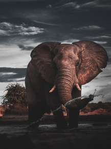 Elephant | Слон