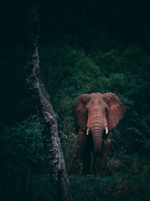 Elephant | Слон