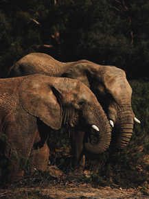Elephant | Слон
