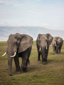 Elephant | Слон
