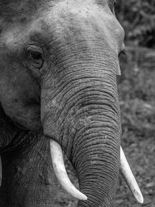 Elephant | Слон