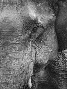 Elephant | Слон