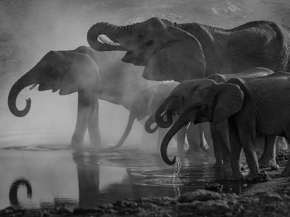 Elephant | Слон