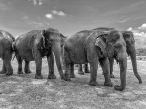 Elephant | Слон