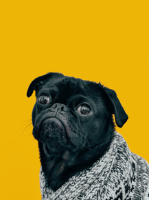 Pug | Мопс