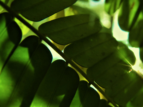 Foliage | Листья