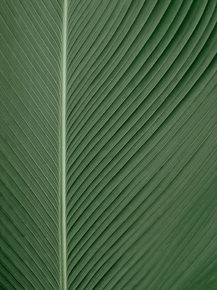 Foliage | Листья