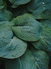 Foliage | Листья