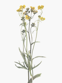 Botany | Ботаника