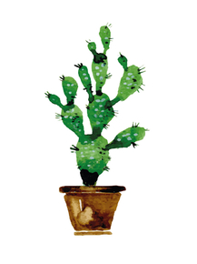 Cactus | Кактус