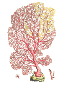 Coral | Коралл