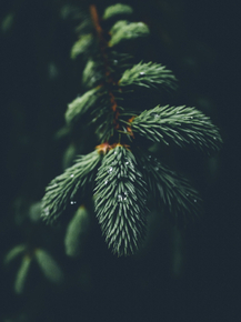 Needles | Хвоя
