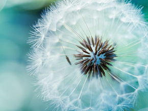 Dandelions | Одуванчики