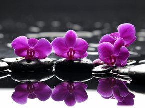Orchid | Орхидеи