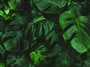 Monstera | Монстера