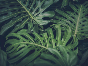 Monstera | Монстера