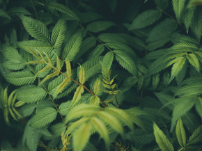 Foliage | Листья