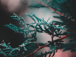 Foliage | Листья
